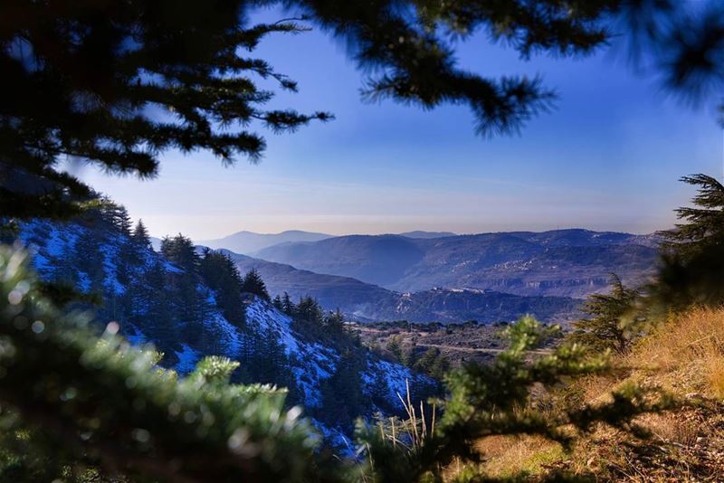 b a l a n c e  lebanon  arez  AinZhalta  Shouf  Bioreserve ... (Arz Aïn Zhalta)