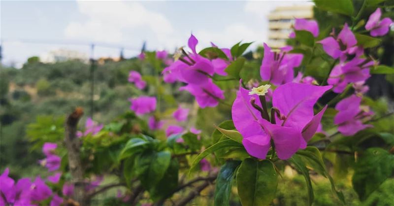 Baabda, Beirut, Lebanon. .. flower  lebanon_hdr  حب  زهرة  لبناني ...