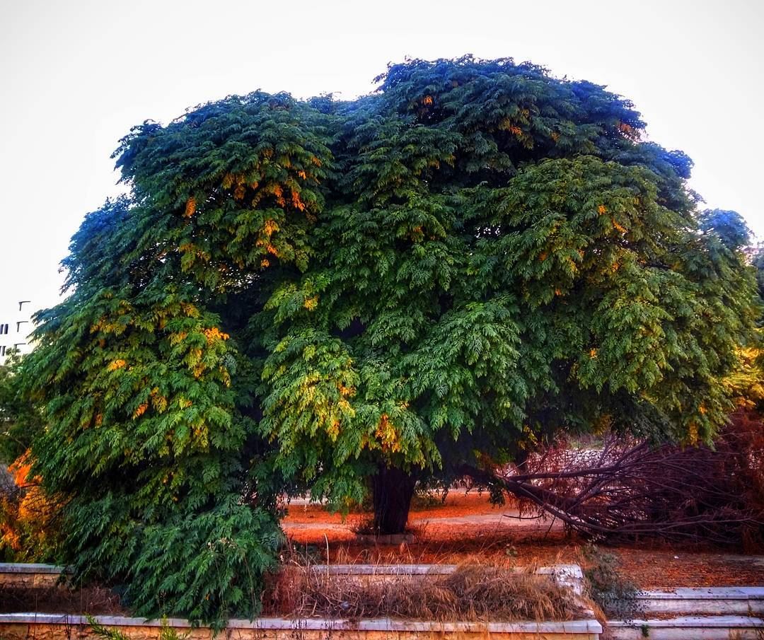  baakline  chouf  mountlebanon  lebanon  tree  nature  naturelovers ... (Baakline, Mont-Liban, Lebanon)