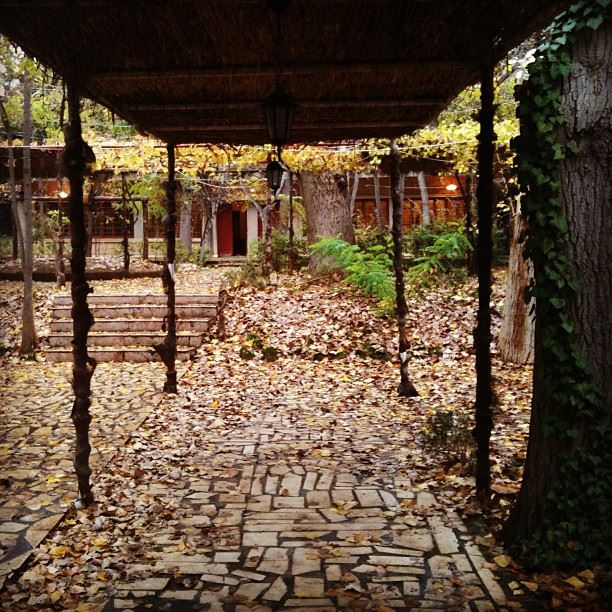  baalback  baalbeck  lebanon  nature  autumn  leaf  photo  instagram ...