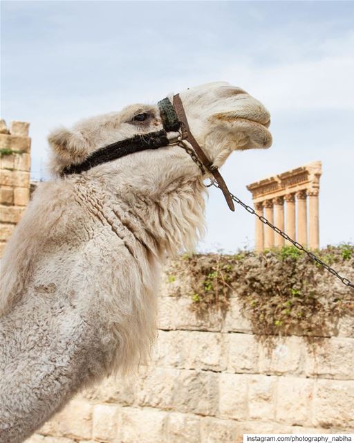 Baalbek  camel  beirut  cloud  sour  baalbeck  livelovebaalbeck  sun ...
