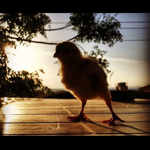  baby  chick  cute  sky  skyporn  sun  southlebanon  lebanon  shadow ...