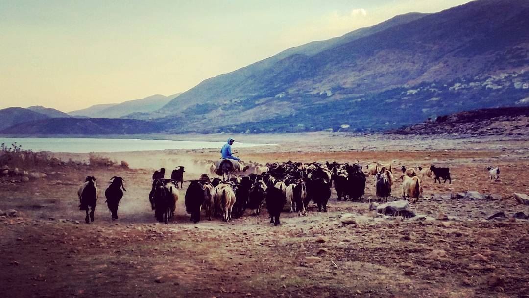 Baby don't herd me.  bekaa  love  lebanon  goats  nature  lake  shepard ... (Lake Qaraoun)
