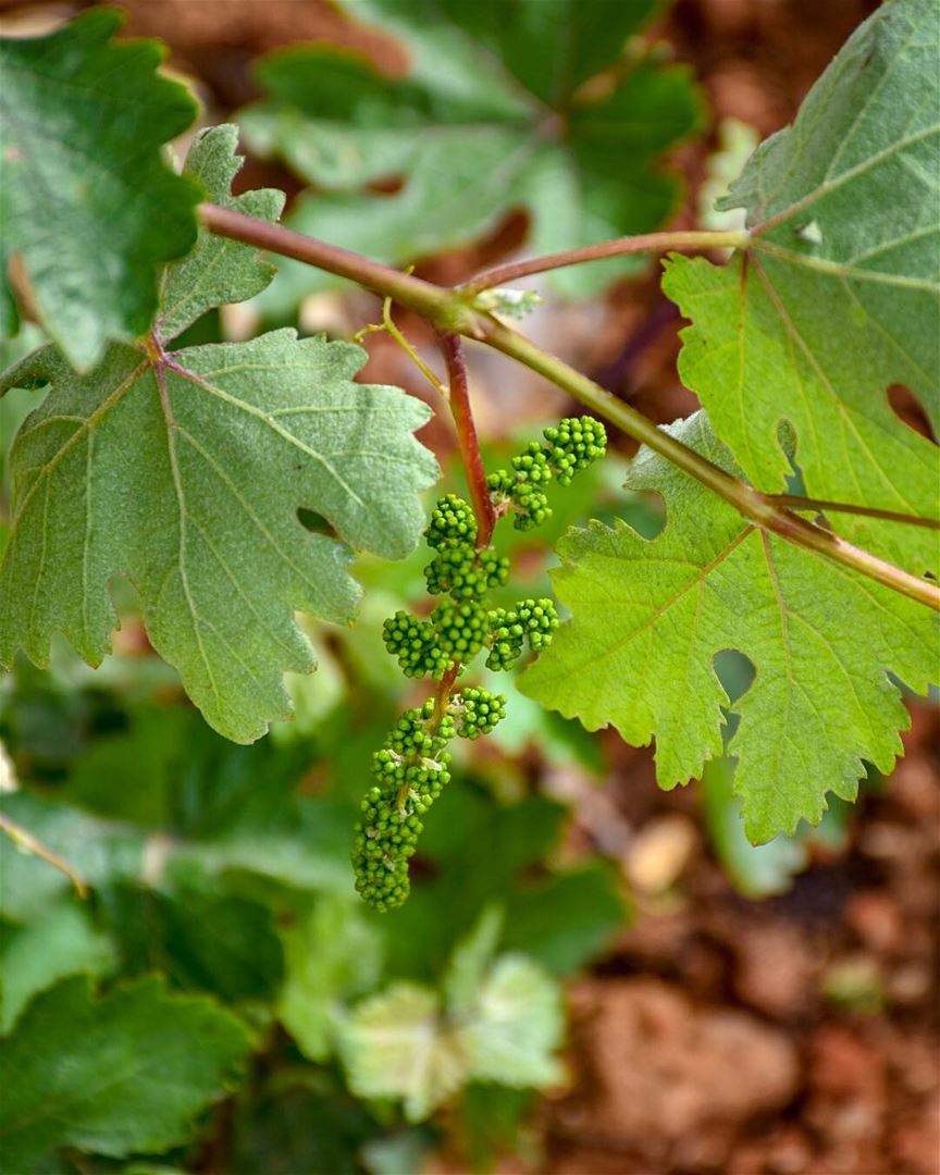 Baby Grapes 🍇 -📍Marjaba, Mount Lebanon 🇱🇧- grapes  uva  raisin ... (Marjaba, Mont-Liban, Lebanon)