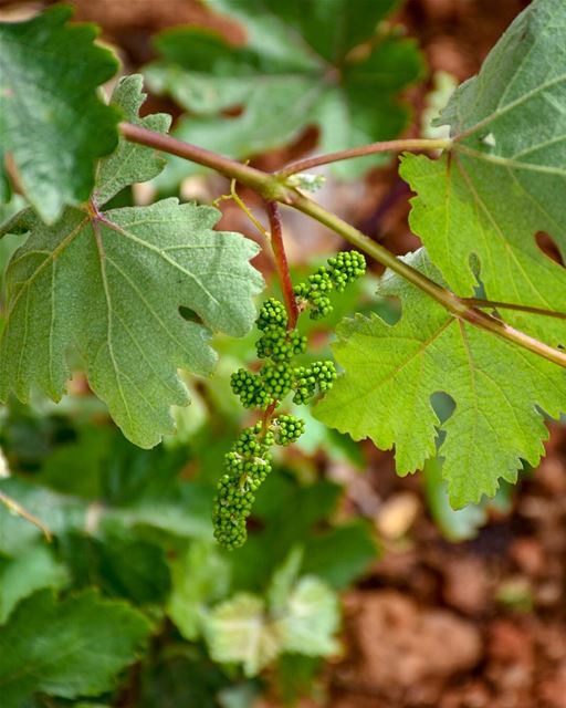 Baby Grapes 🍇 -📍Marjaba, Mount Lebanon 🇱🇧- grapes  uva  raisin ... (Marjaba, Mont-Liban, Lebanon)