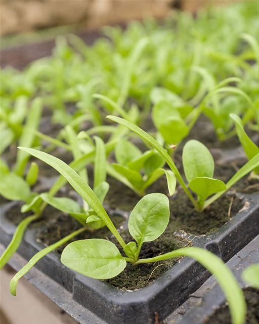 Baby spinach in the... (Lebanon)