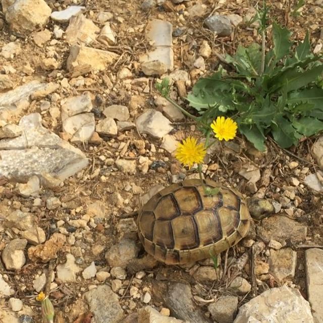 🐢Baby turtle was my morning trophy while jogging! So adorable! 🐢...... (Beirut, Lebanon)