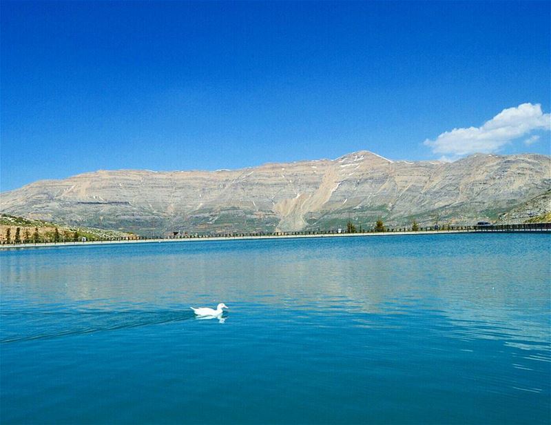 Back again!!😃 alone  duck  beautifulview  skyporn  bluesky ...