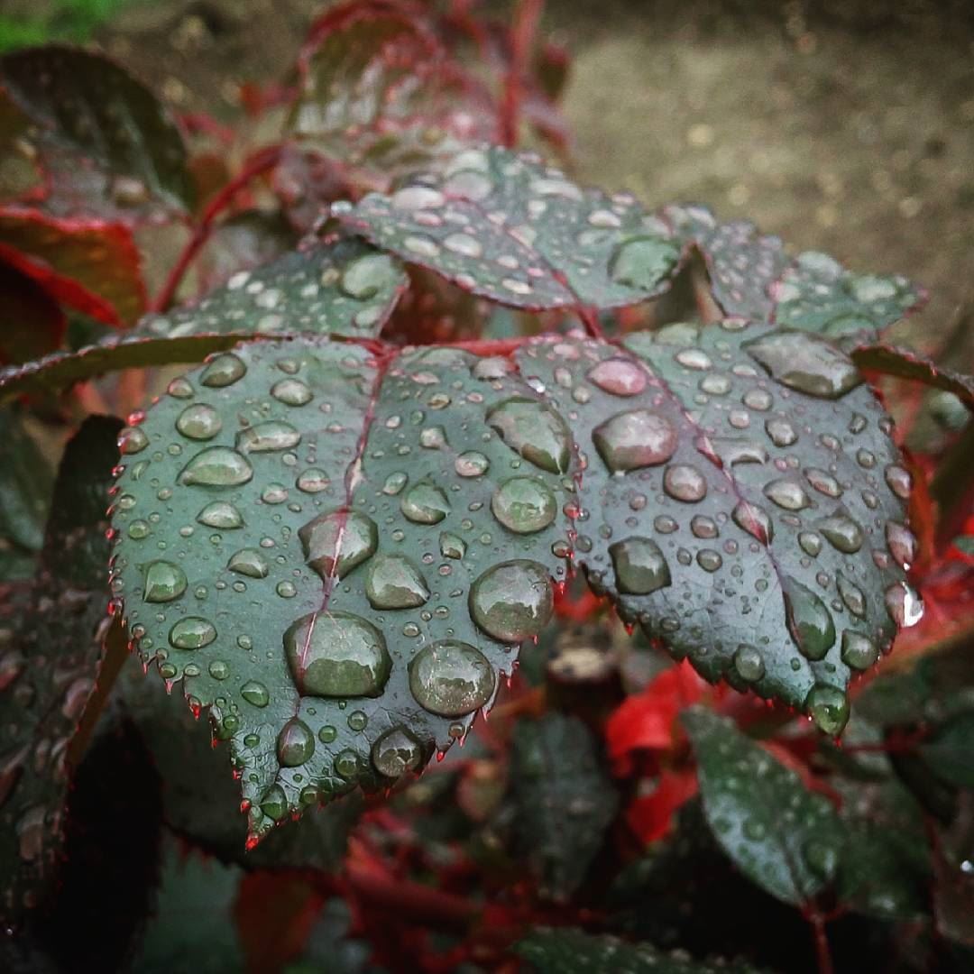 Back😌😜 aWeSoMeNeSs photography  leaves rain  plantsofinstagram...