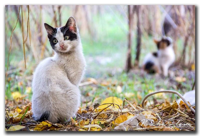 Back to back where there is no words left to say (it hurts) .. cat  autumn...