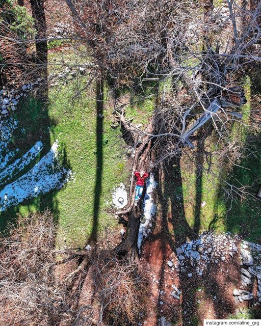 ° back to my secret tree ° 🌳♡🐞 djicreator  luna_drone  mavicair  mavic ... (West Bekaa)