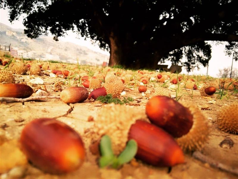 Back to our roots 💫 photography  photographer  photographysouls ... (Beqaa Valley)