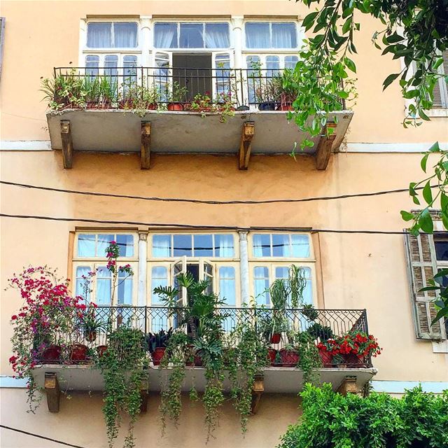 Balcons en fleurs:::::::::::::::::::::::::::::::::::::::::::::::::::::... (Achrafieh, Lebanon)