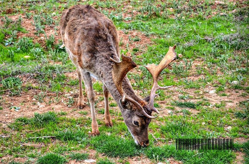 Bambi...... travelawesome  exploretheglobe   worlderlust ... (West Bekaa)