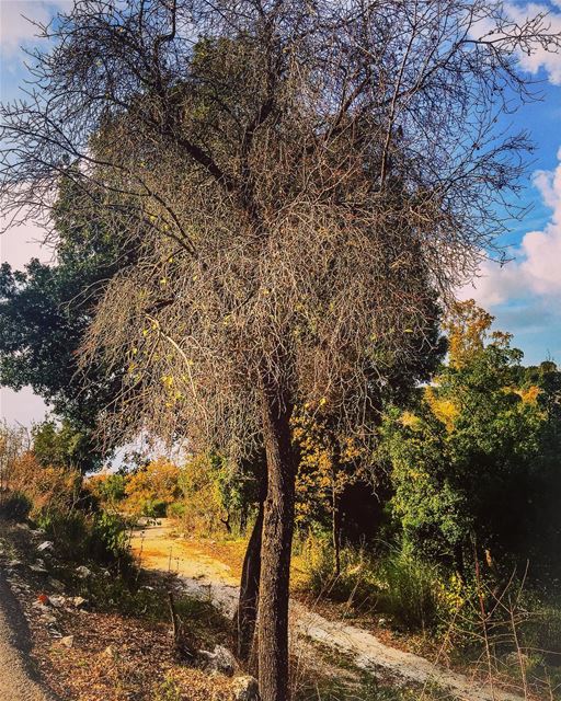 Bare tree  tree  arbre  dream  tree_magic  bluesky  mountain  path ...