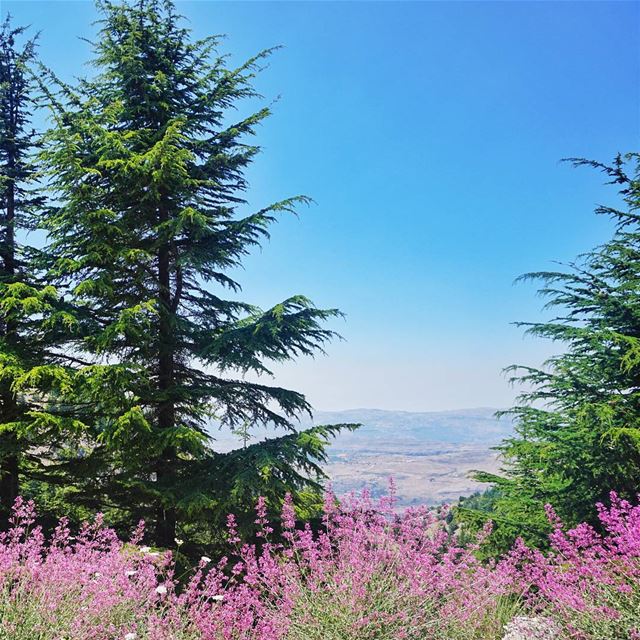  Barouk  Cedars 💙🎈 (Arz el Bâroûk)