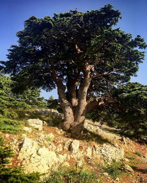 Barouk cedars cedarsoflebanon majestic