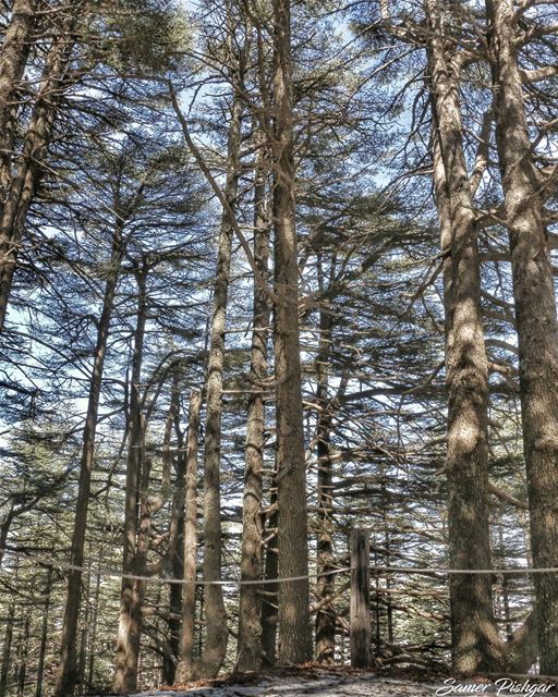 Barouk Cedars 🌲  LebanesePride...