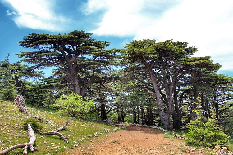 Barouk cedars...  lebanon  lebanon_hdr  ig_lebanon  insta_lebanon ...