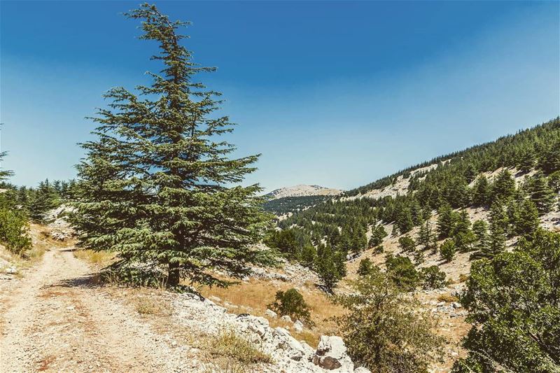 Barouk Cedars__________________________________________... (Arz el Bâroûk)