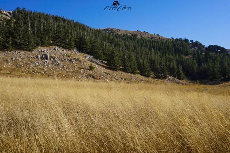 🌲 Barouk reserve 🌲 • • •  chouf  shoufreserve  lebanon  beirut ...