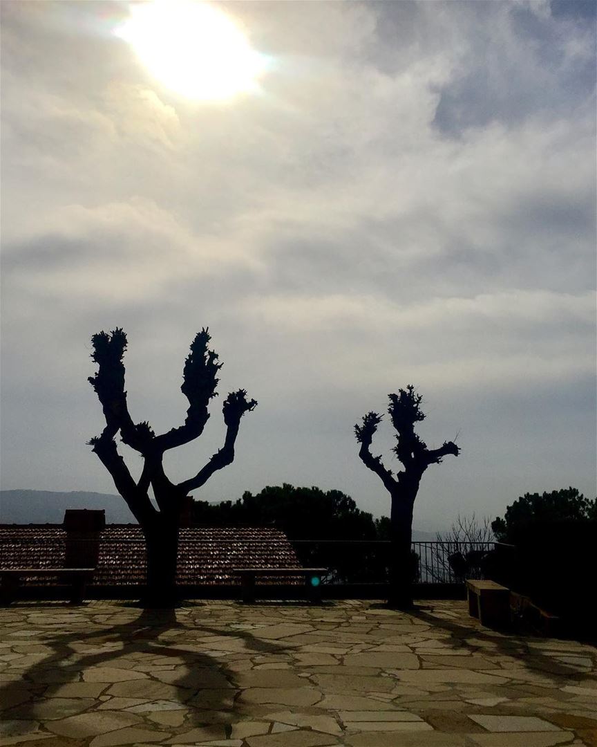 Barren Trees and their casted Noon shadow on December 21... shadows ... (Rayfun, Mont-Liban, Lebanon)