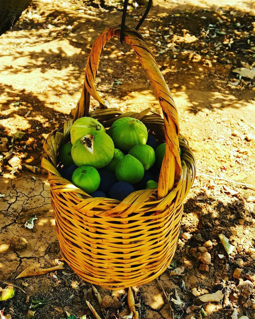  basket  of  fig  fruit  ig_lebanon  igers  bestnatureshots  bestoftheday ...