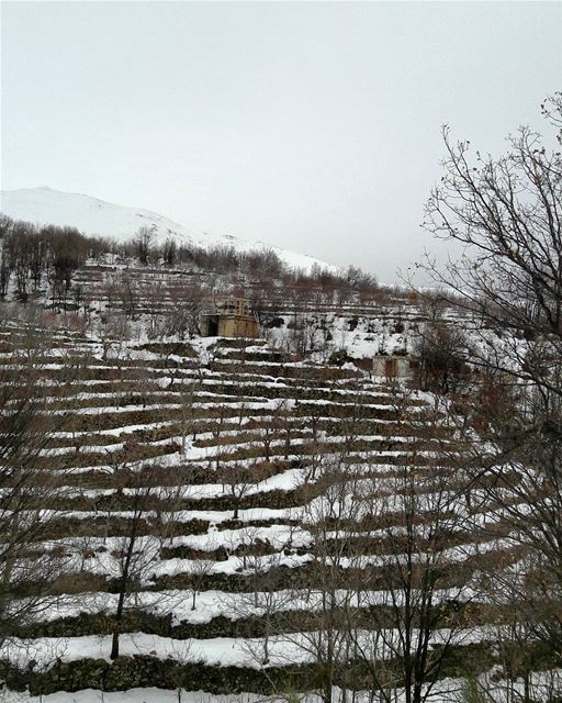 ❄❄❄  Baskinta  Lebanon  Lebanese   AlMaten  Sannine   landscape  Trees ... (Baskinta, Lebanon)