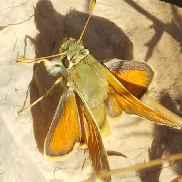  baterfly  mountain  lebanon  sanninemountain  sannine  godisgood  god ...