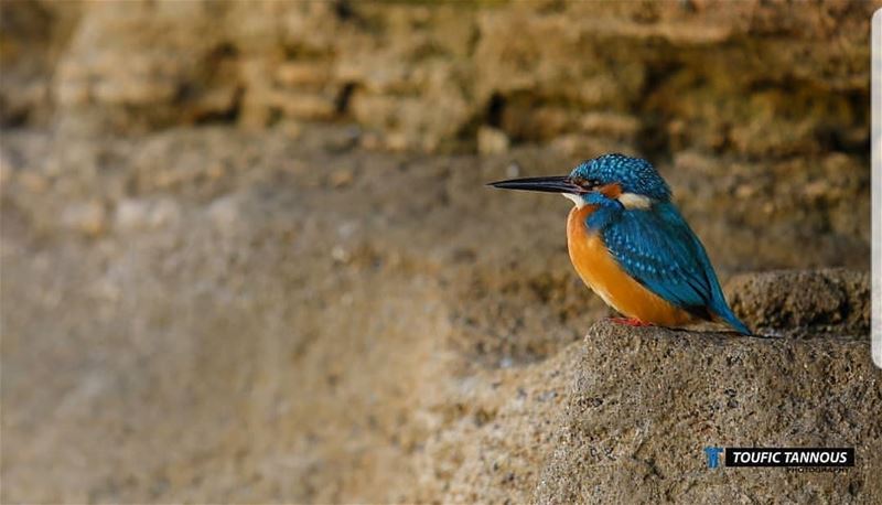  batroun  beach  bahsa  bird  batrounbeach  batrouncoast  bebatrouni ... (Bahsa-Batroun)