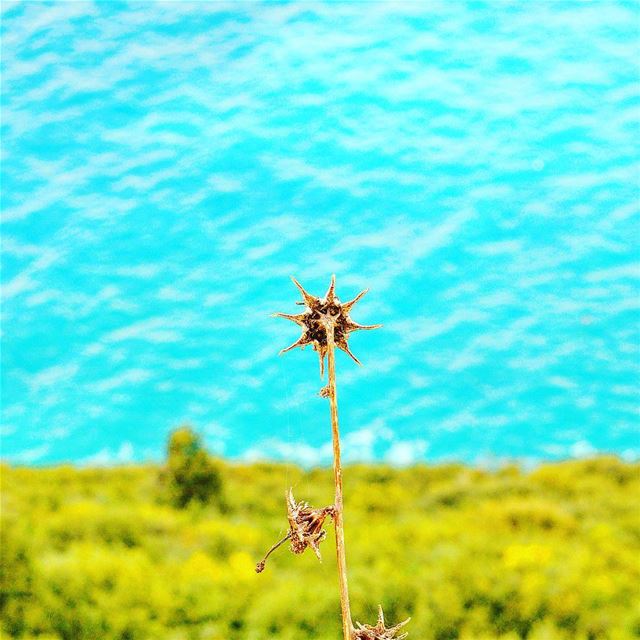  batroun  lebanon  sunday  beautiful  beiruting  day  photo  beach  best ... (Batroûn)