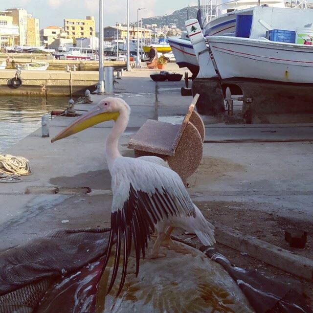 :)  Batroun  liban  Swan  Bird  ig_lebanon  WhatsUpLebanon  ilovelebanon ... (Batroûn)