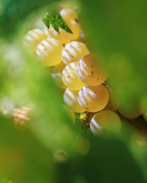 Batroun Mountain Vineyard  photography  macro  macrophotography  Lebanon  ...