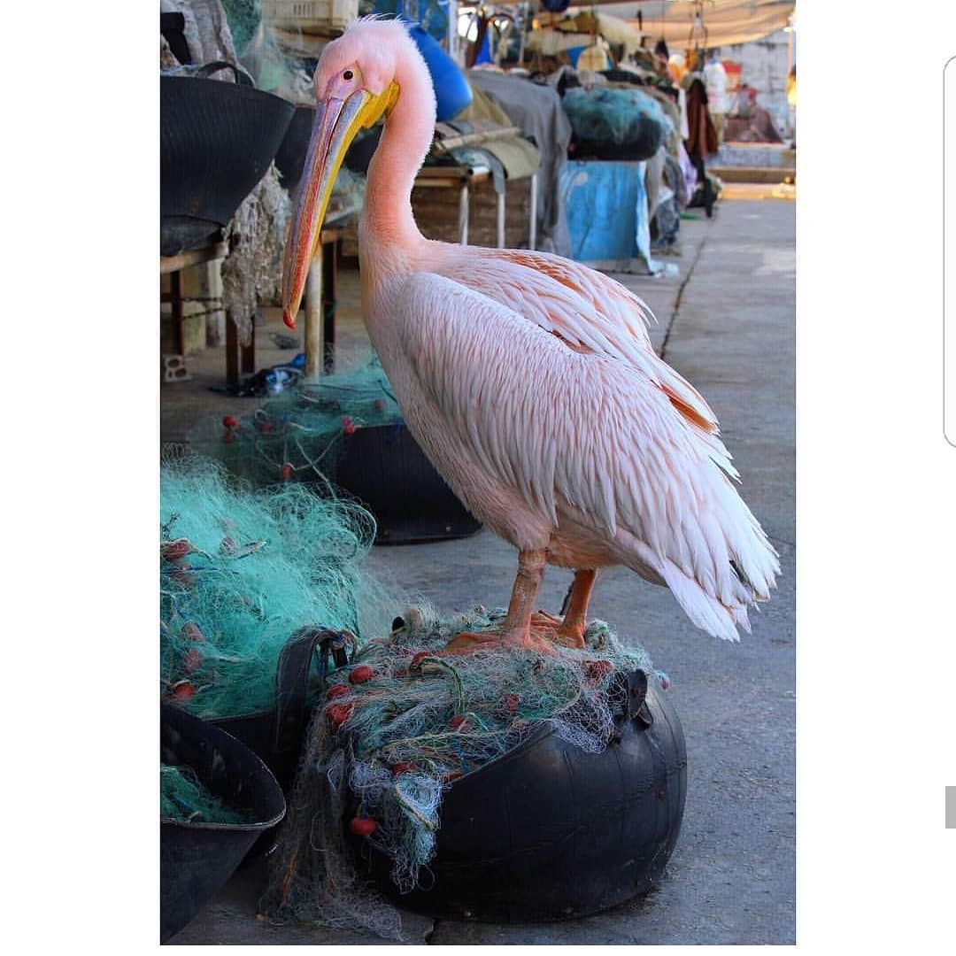  batroun  pelican  bird  mina  port  sea  mediterraneansea  batrounbeach ... (Batroûn)