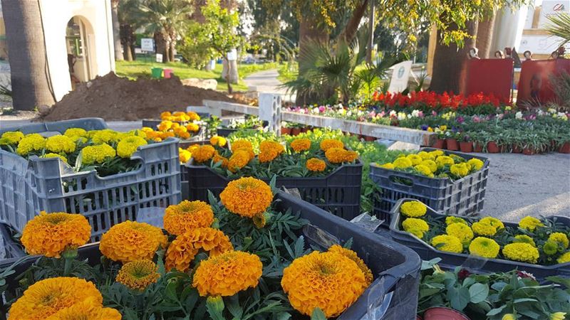  batroun  preparations  Batroun_Spring_Flower_Festival  flowers ... (Batroun Public Garden)