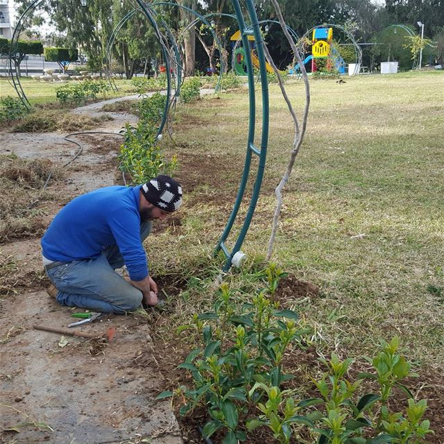  batroun  public  garden  publicgarden  maintenance  planting  bebatrouni ... (Batroun Public Garden)