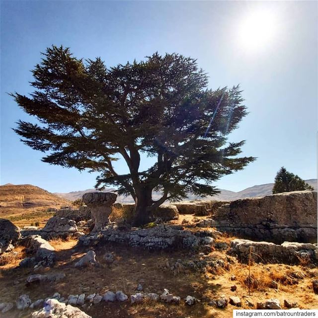  batroun  tannourine  village  mountains  cedar  reserve  forest  nature ... (Cedar Reserve Tannourine)