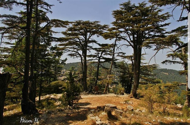  batroun  tannourine  village  nature  cedars  forest  reserve  bebatrouni... (Tannourine Cedars Nature Reserve)