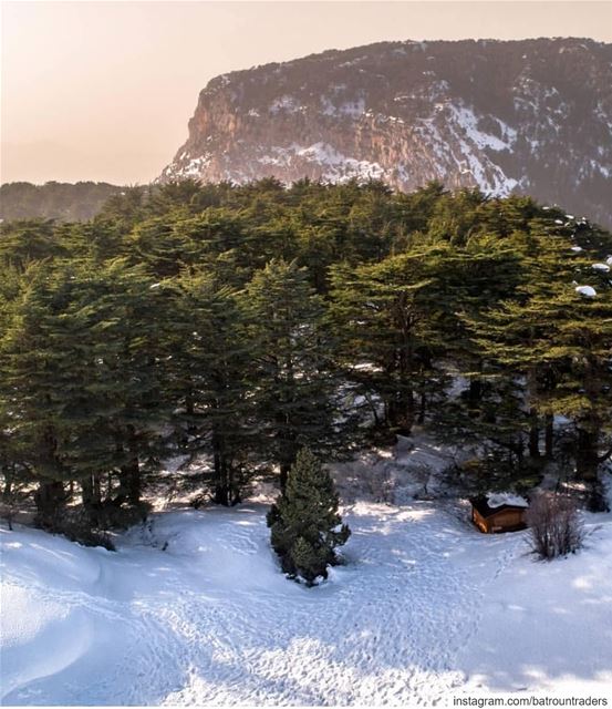  batroun  tannourine  village  البترون_سفرة  mountains  snow  cedar ... (Arz Tannoûrîne)