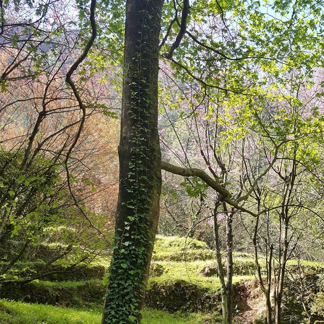  battle of  colours  greenislife  trailslife  mountains  lebanon  kesrwan ...