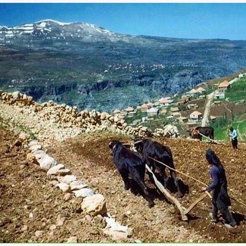 Bcharre - 1948 , Farmer Plowing his hillside field with his 2 cows .