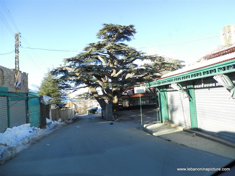 Bcharre and Cedars in Winter 2011
