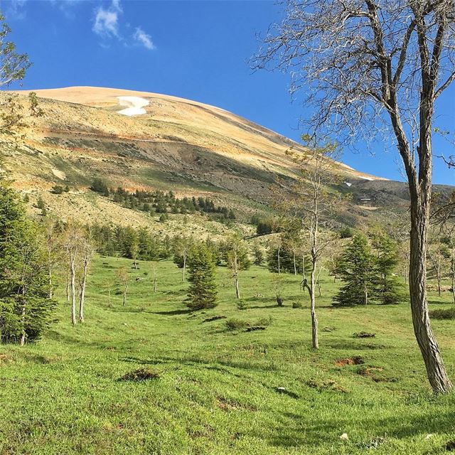  bcharre  cedars  lebanon ... (Cedars of God)