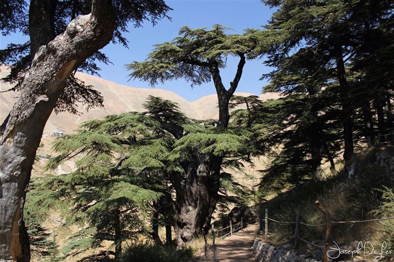 Bcharre El Arez بشري الأرز