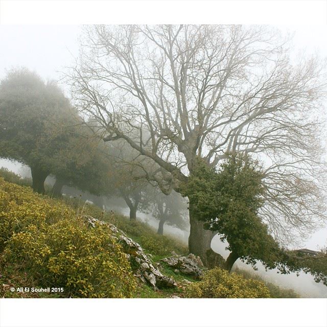 @bchenneta   tree  trees  nature  forest  lebanese  fug  lebanon  colorful...