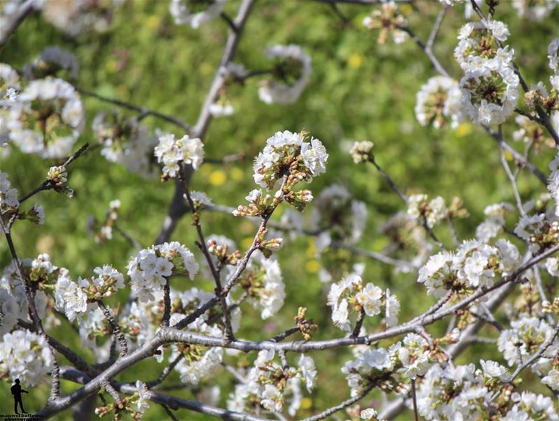 BE A VOICE NOT AN ECHO. morning  spring  cherryblossom  chouf  jbaa ...