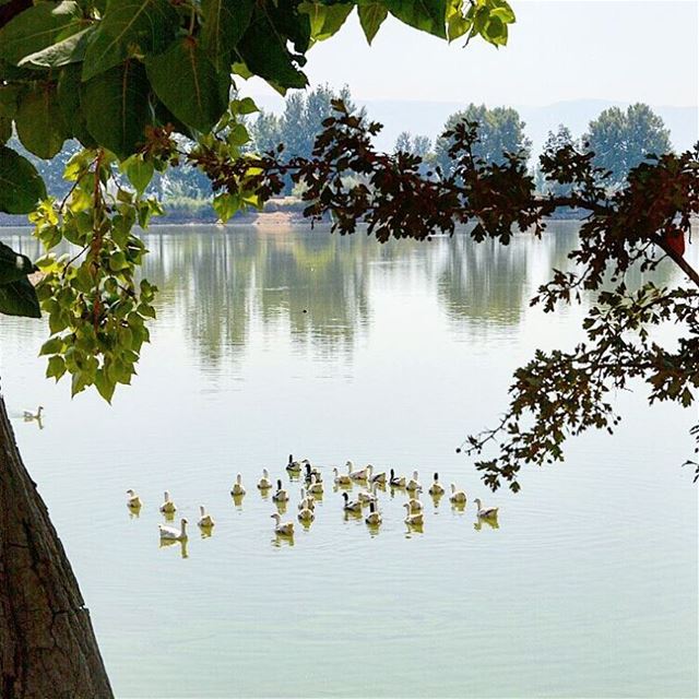 "Be like a duck. Calm on the surface,but always paddling like dickens... (Lac De Taanayel)