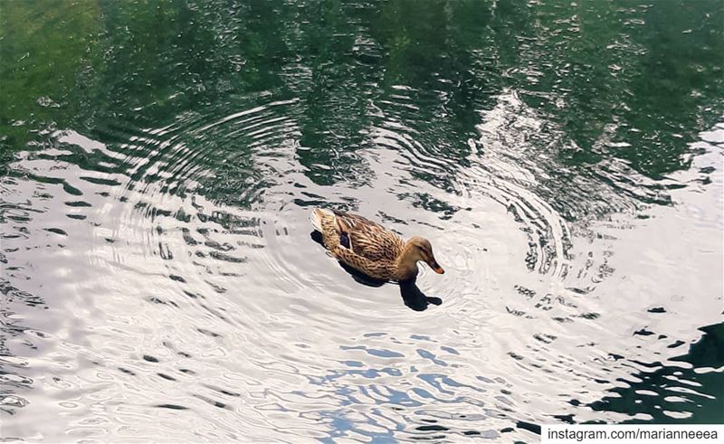 Be like a duck... 🦆 Create good vibes all around you... 💦 (Anjar)