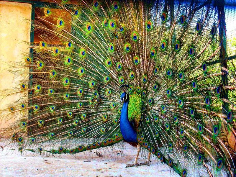 Be like a peacock and dance with all of your beauty.Debasish Mridha 🌈... (El Rancho)