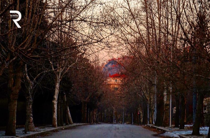 Be like a Tree and let the dead leaves drop...  location... heaven ... (Sawfar, Mont-Liban, Lebanon)